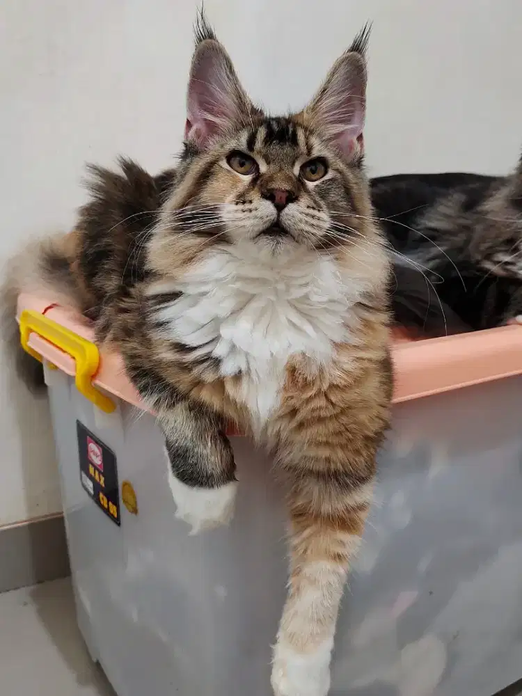 Kucing mainecoon