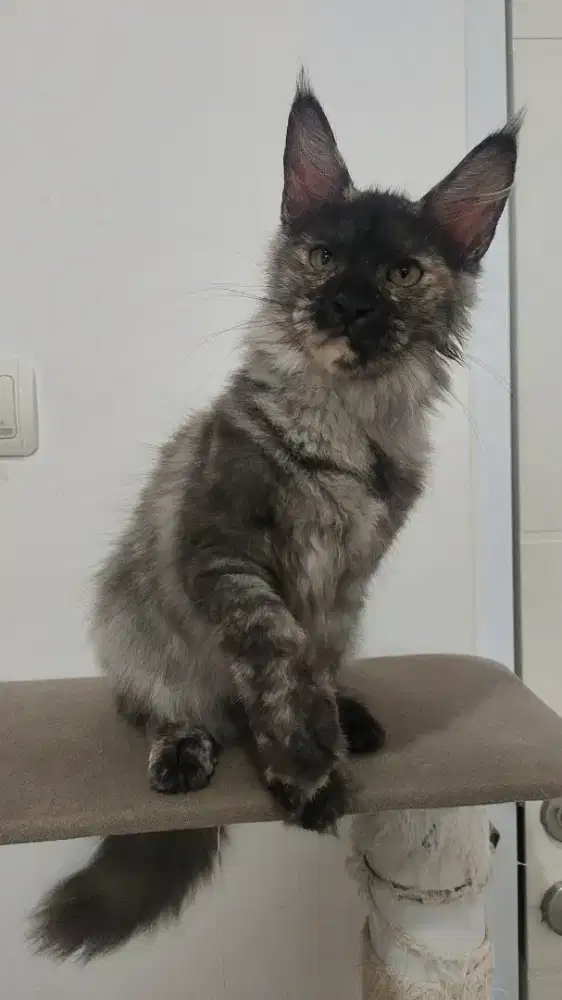 Kucing mainecoon