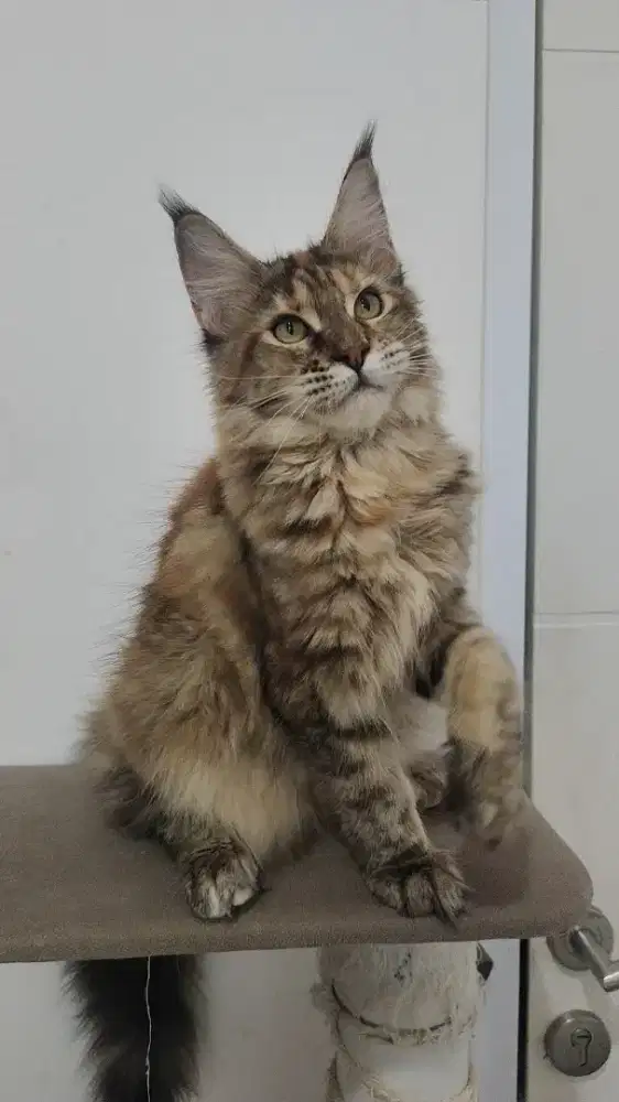 Kucing mainecoon