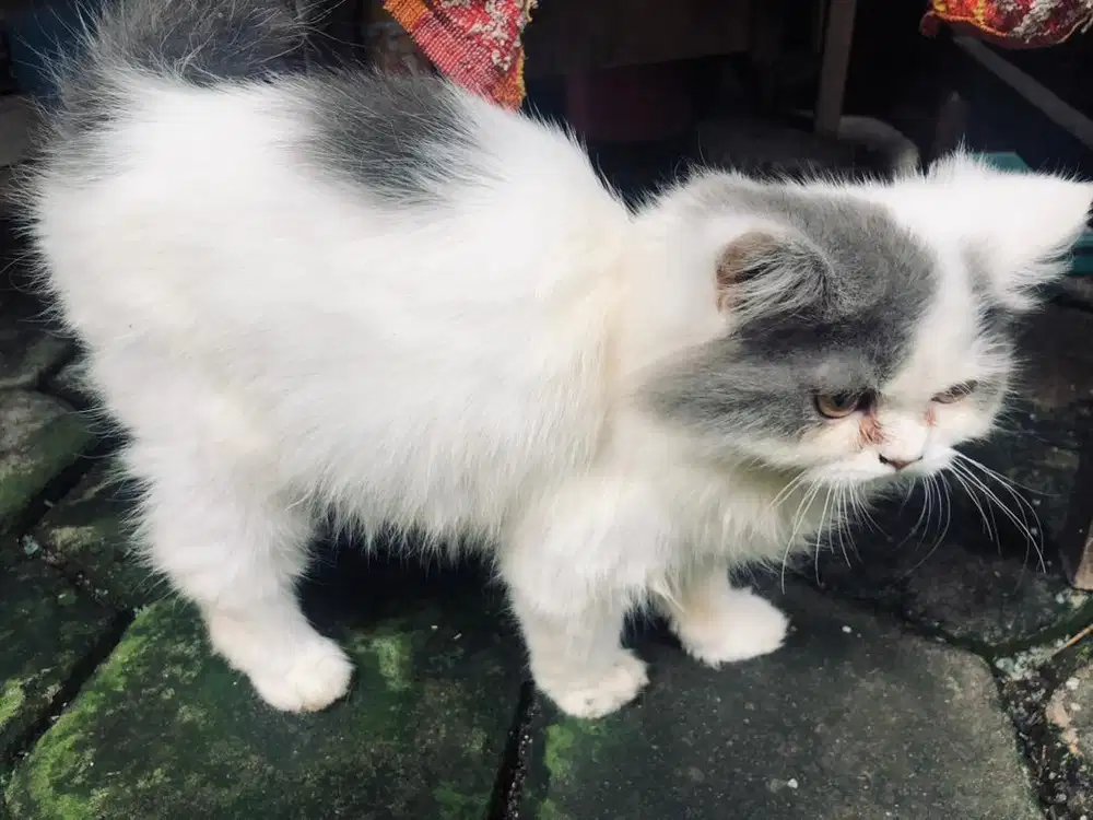 Kucing persia, warna abu putih