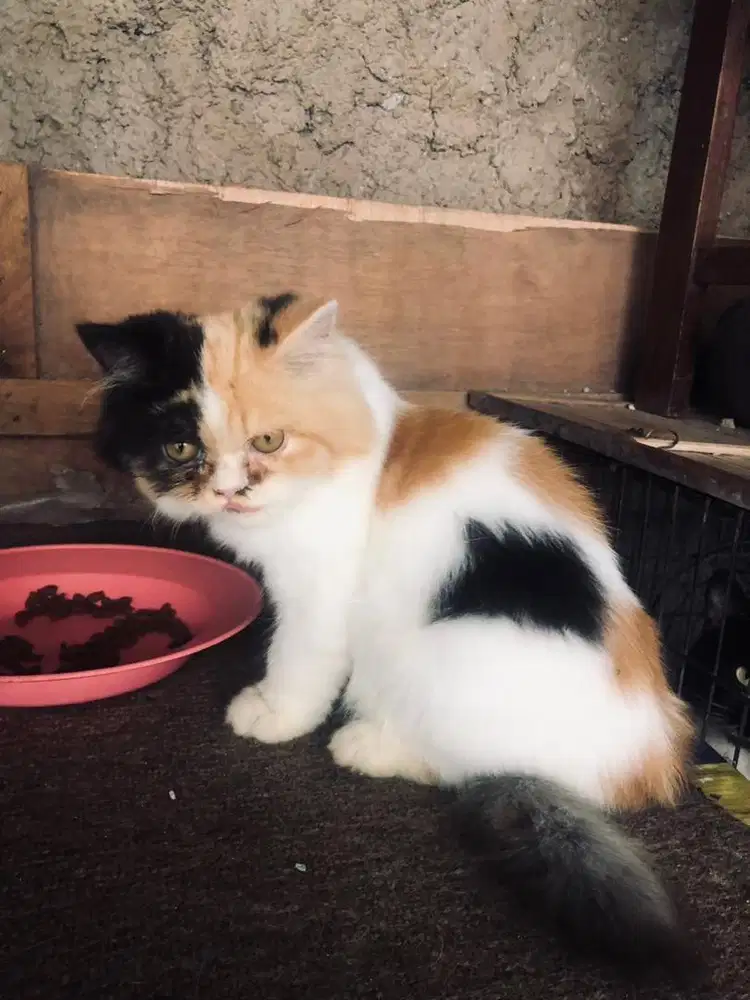 Kucing persia, warna putih, kuning