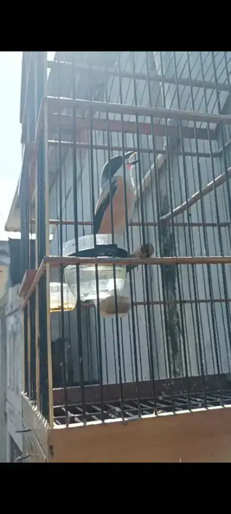 Pentet Jatim gacor isian banyak lepas trotol