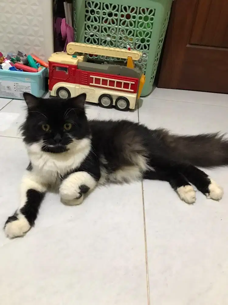 Open Adopt Kucing Persia