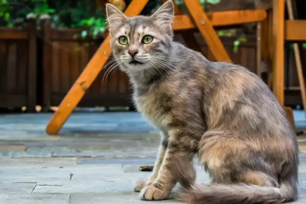 Cari kerjaan ngurus kucing di shelter atau penampungan kucing