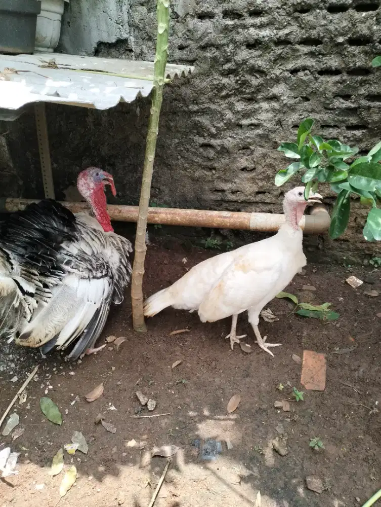 Ayam kalkun satu pasang