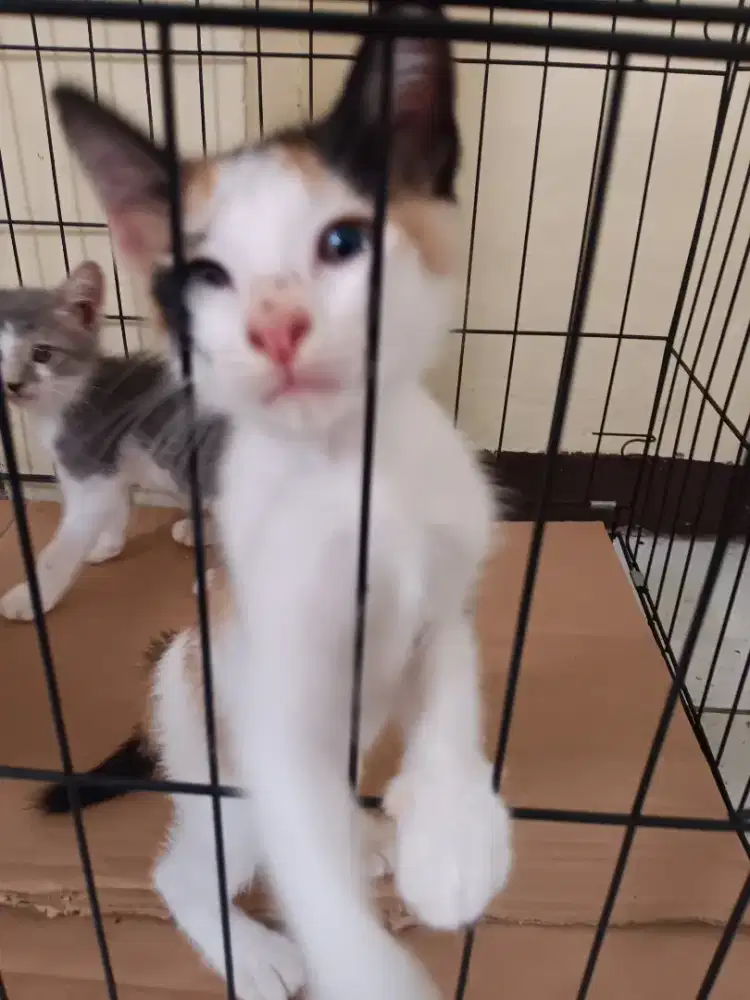 Anak Kucing Jantan dan Betina