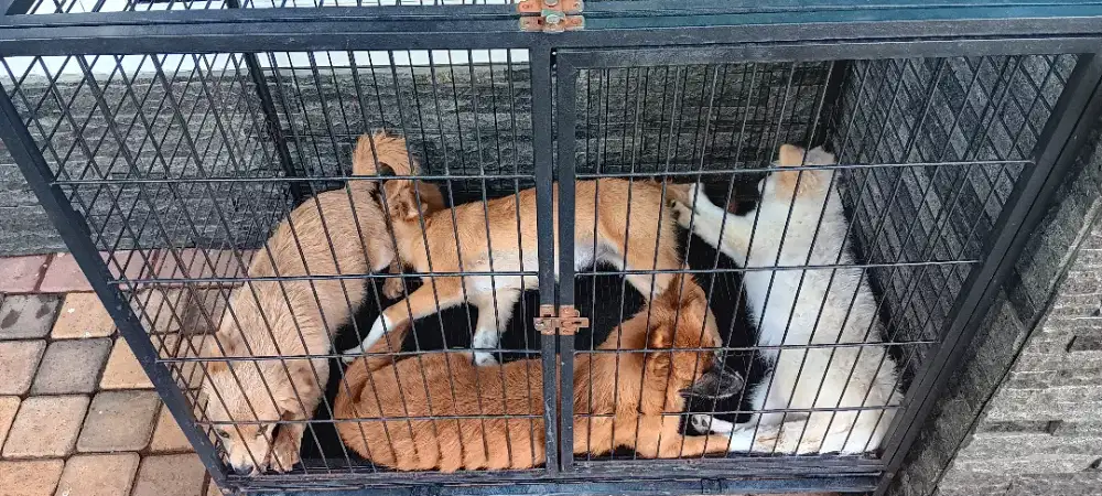 Silahkan yang mau adopsi ganti uang pakan saja