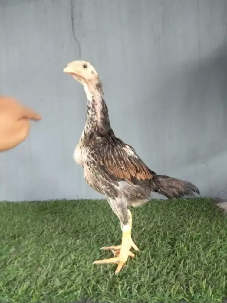Ayam shamo pitikan 2 bulan