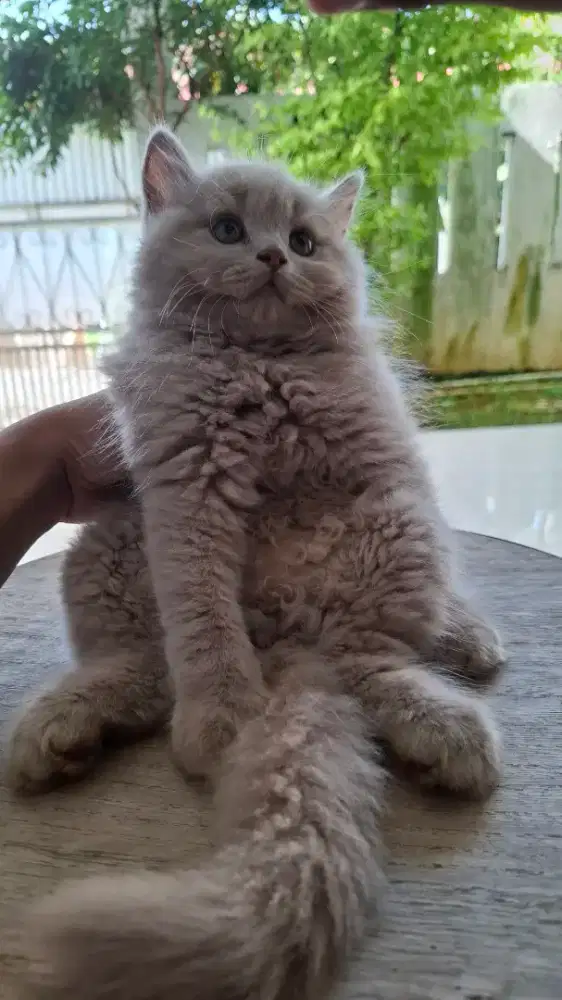 British longhair lilac jantan 2 bulan