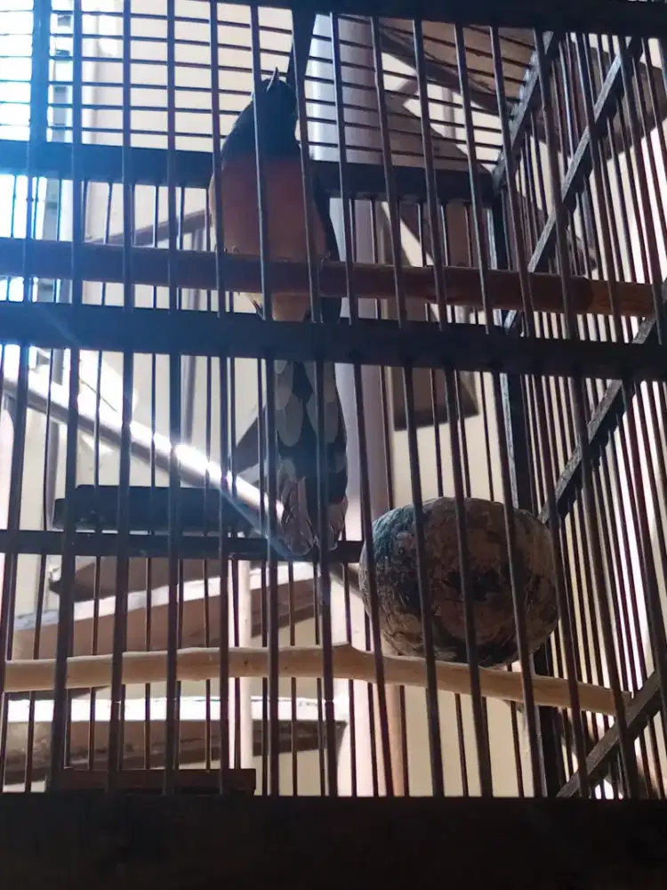 Murai cewan ekor 12 lebih