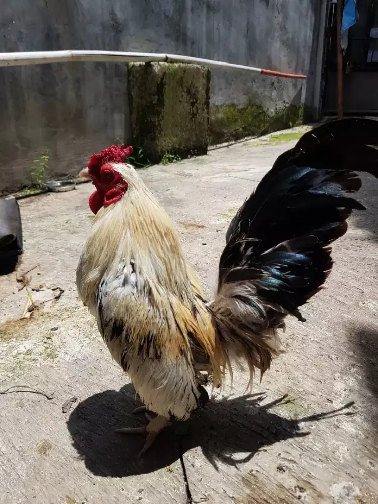 anakan ayam kate