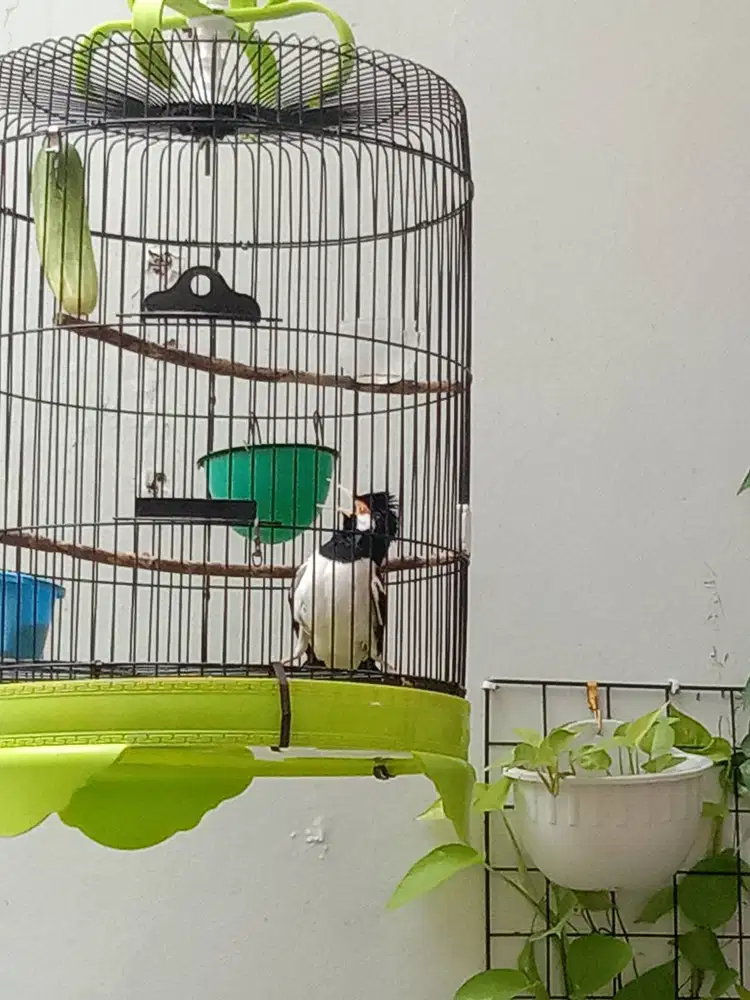 Burung Jalak Suren