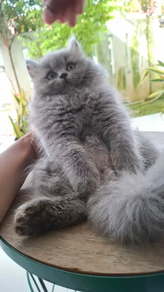 British longhair blue jantan 2 bulan
