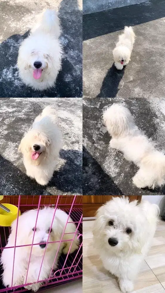 anjing maltese x poodle