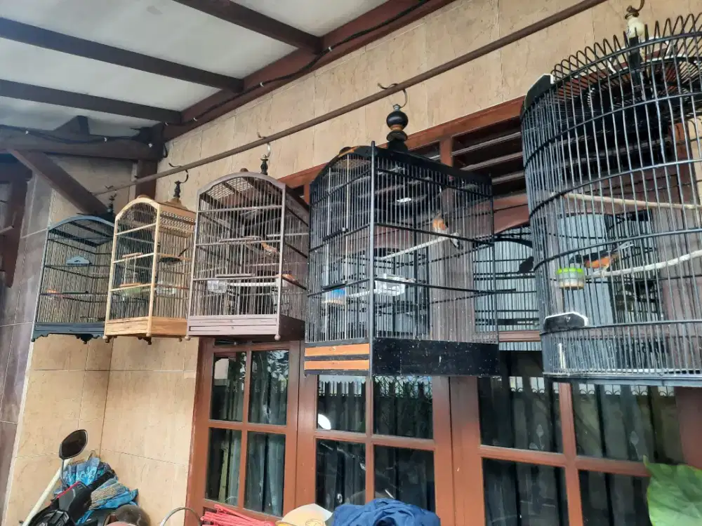 Trotolan anakan murai batu prestasi