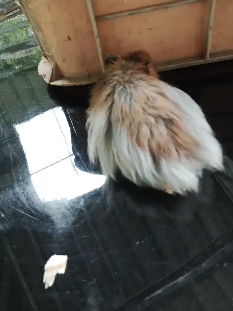 Jual hamster syrian long hair sehat dan aktif