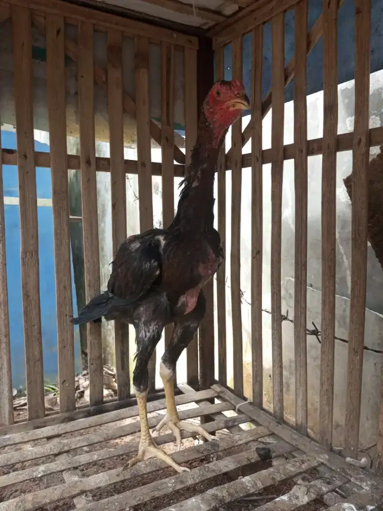 Ayam bangkok 4 bulan, jantan