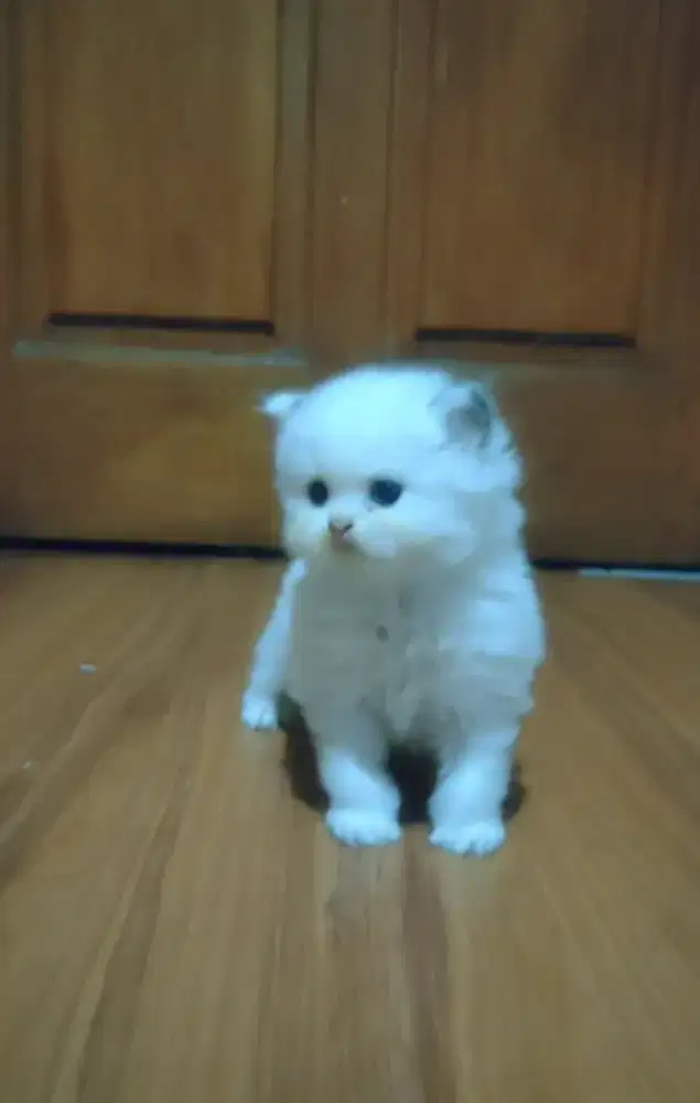 Kitten kucing persia Peaknose