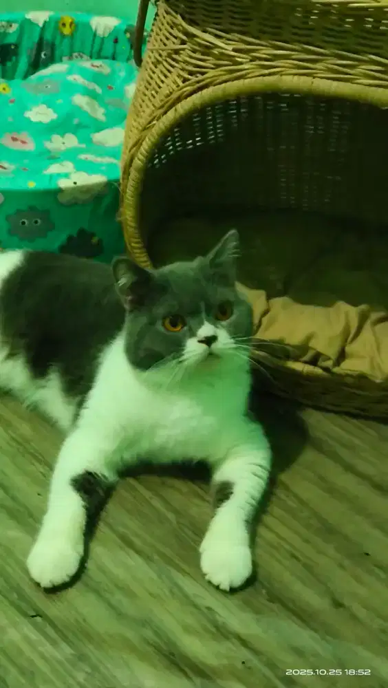 British import 14bulan male