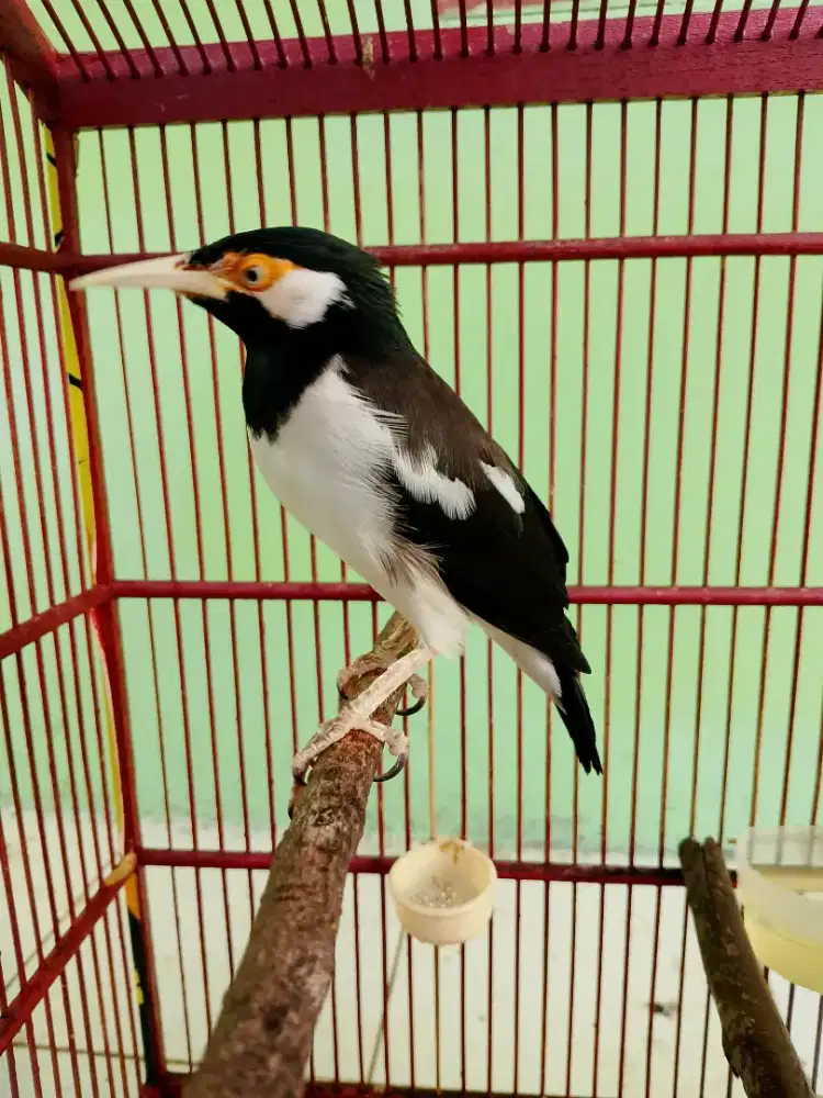 Jalak Suren Purtotal
