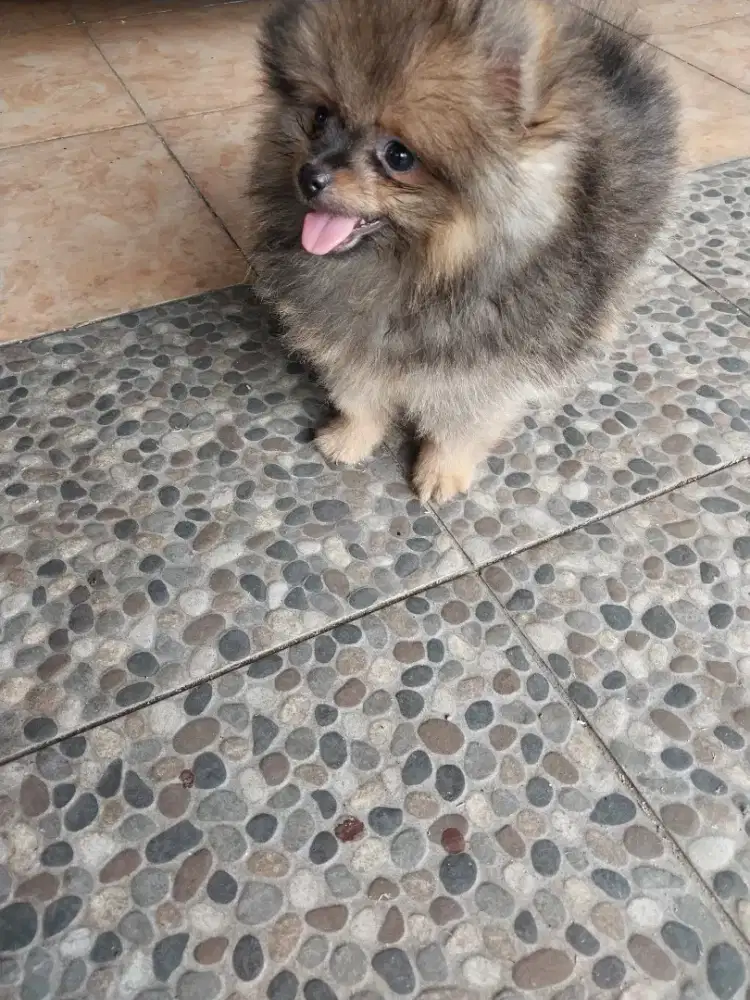 Anjing minipom di jual