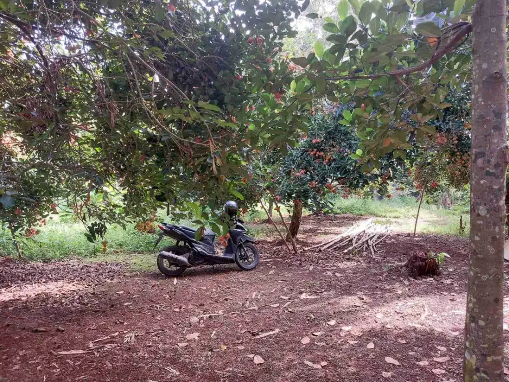 Kebun Rambutan 400 m, Dekat Pintu Tol Sadang 2 Km, Purwakarta.
