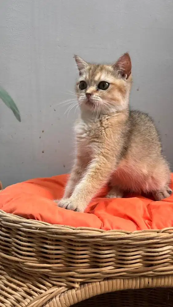 British Shorthair BSH Golden Kitten
