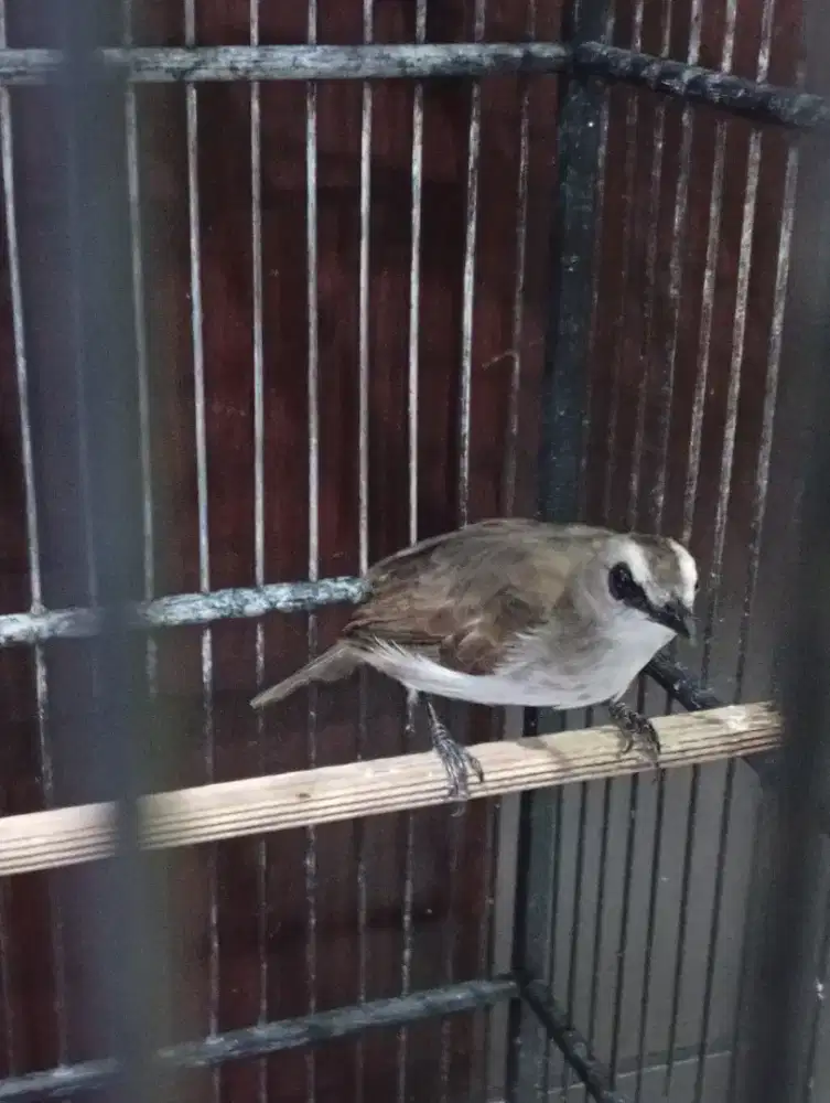 Jual burung trucuk aktif bunyi