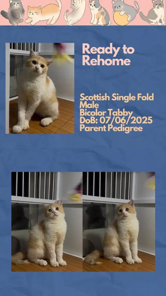 Scottish Straight Jantan