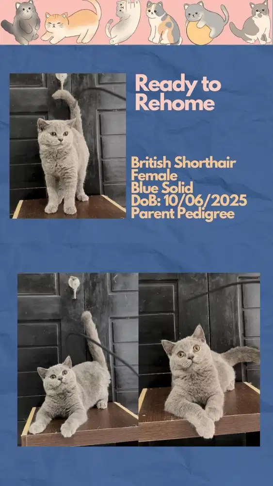 BSH British Shorthair Betina