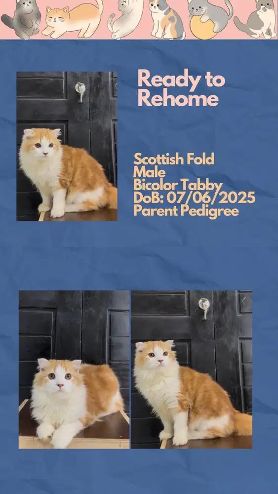 Scottish Fold Longhair Jantan