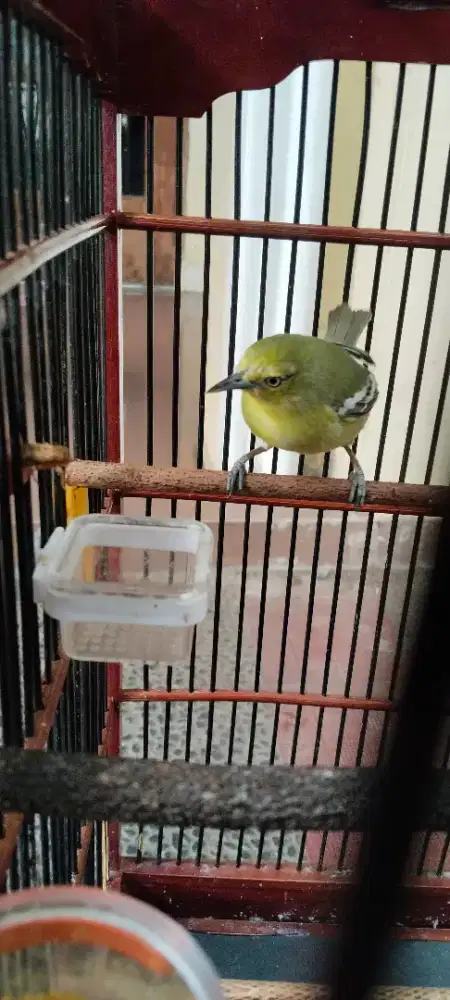 Jual burung cipoh ( situ) jantan tulen FS