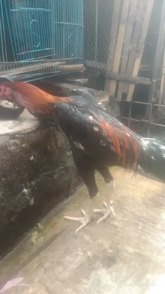 Ayam bangkok muda