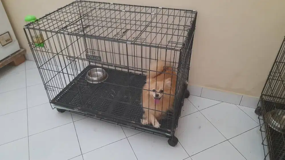 Jual 2 Anjing Ras Pomeranian dan Pudel. Lepas Semuanya. Murah SeJogja