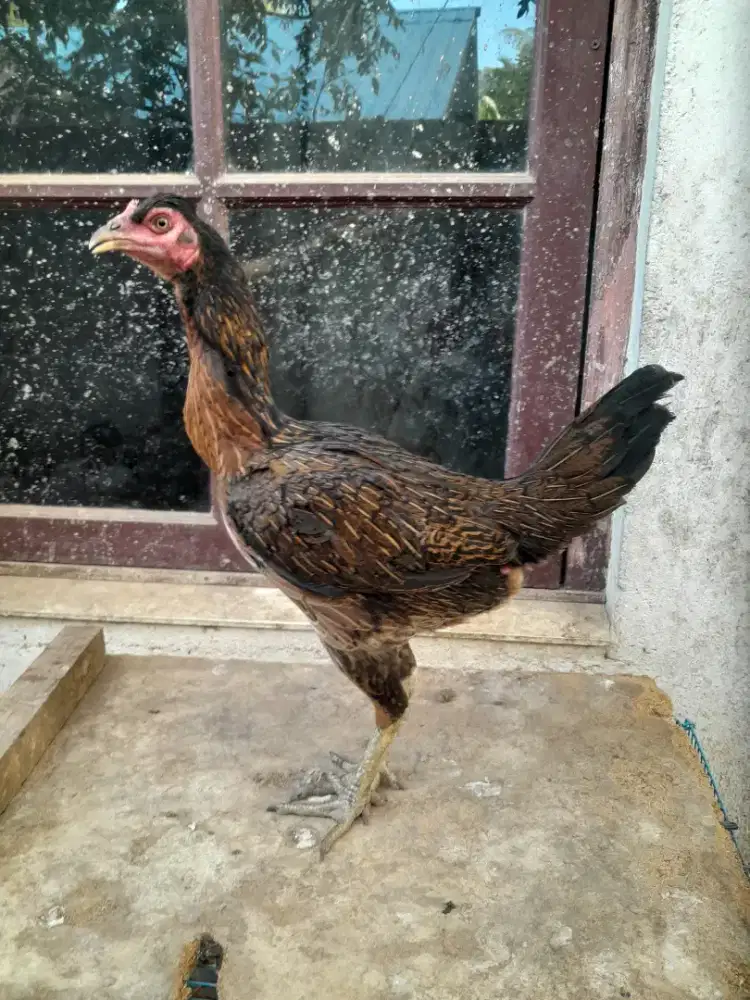 Indukan pama sudah 2x buang telur