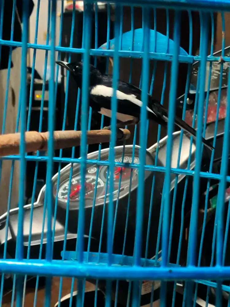 Jual burung kacer rawatan lama gacoe bisa di setel