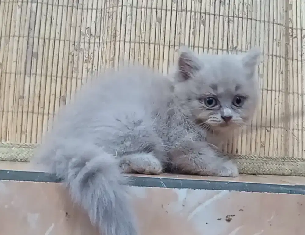 BLH lilac betina 2.5 bln