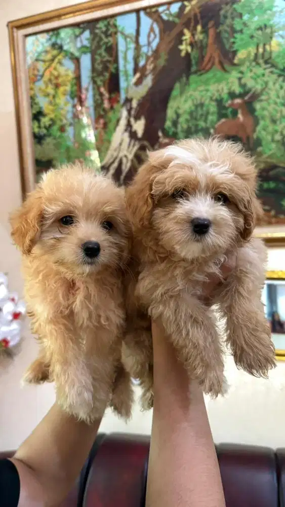 Anak anjing poodle mix maltipoo