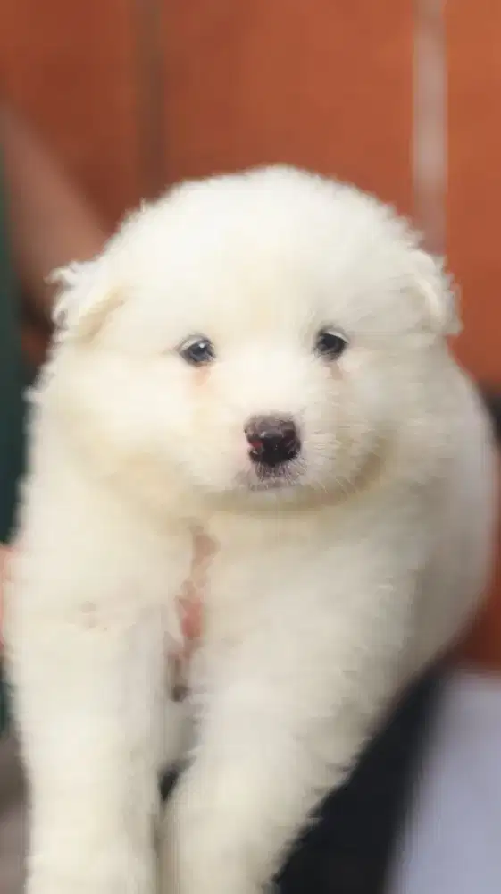 Samoyed Puppy Jantan