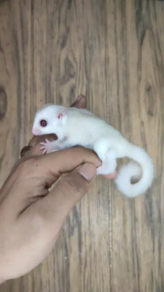 Suga Glider Clasic Grey