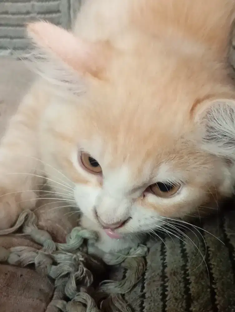 Kucing Oren bulu tebal buntut panjang cowok