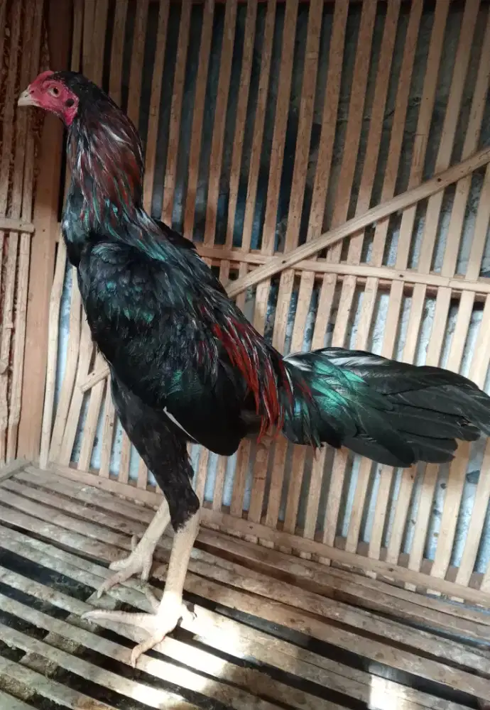 Ayam Bangkok lancuran
