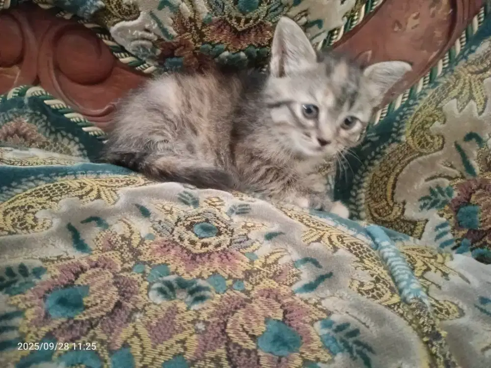 Kucing Persia Jantan umur 2bulan sehat lucu imut