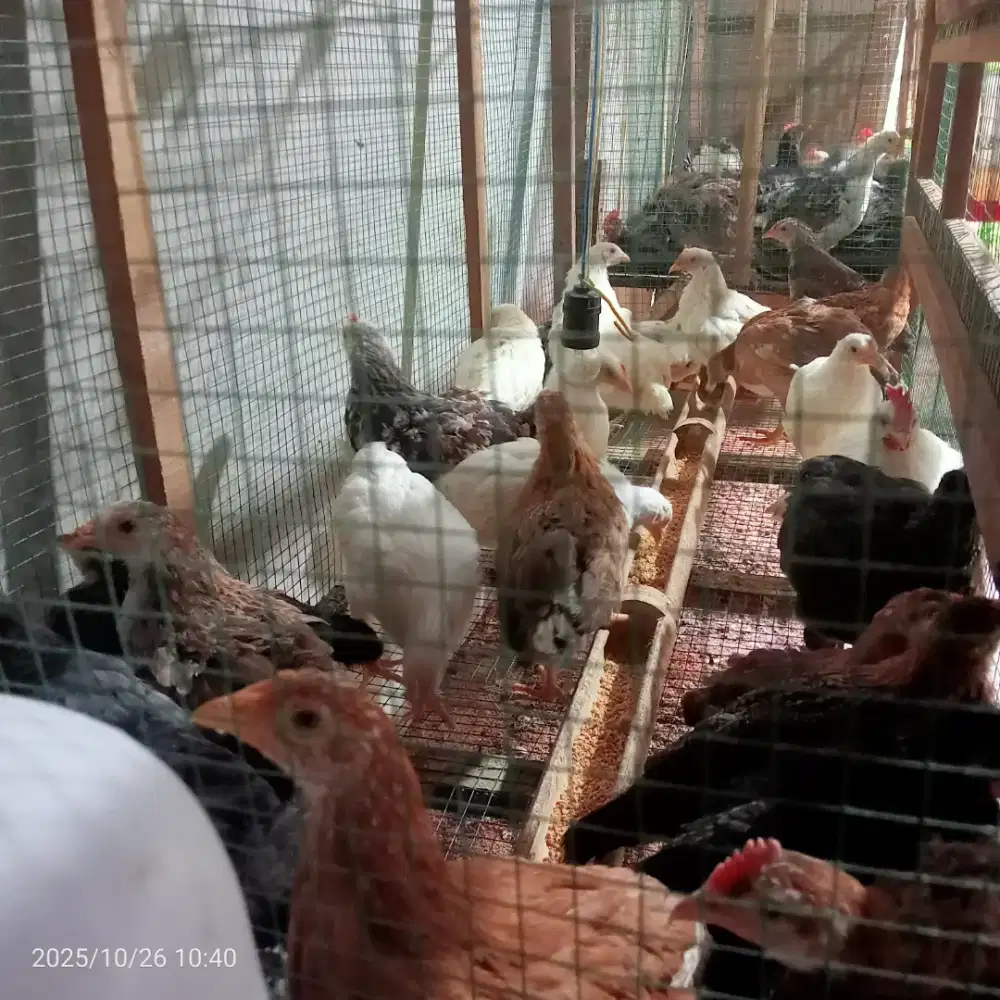 AYAM KAMPUNG PETELUR RAS AKM ( SILANGAN ELBA DGN WHITE LEGHORN)