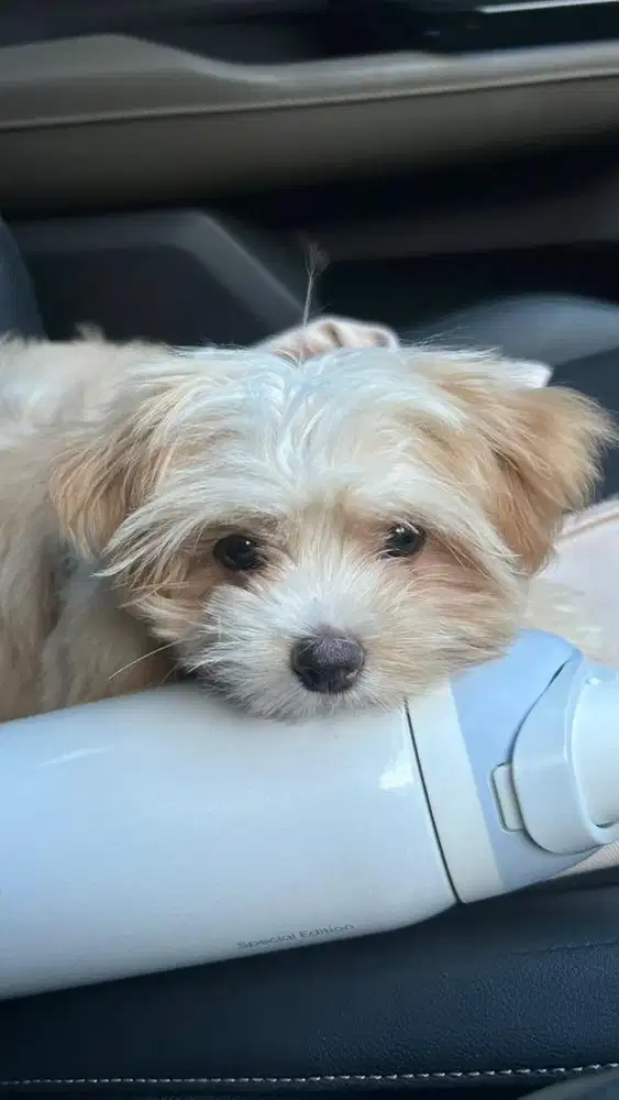 Dijual Anjing Maltipoo Umur 5 Bulan Betina