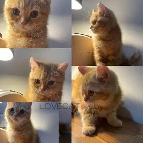 Kucing Scottish Straight Oren Jantan Mix