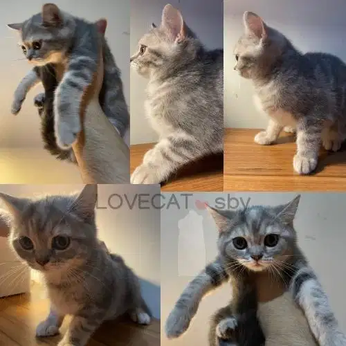 Kucing Scottish Straight Abu Betina Mix