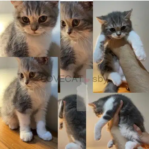Kucing Scottish Straight Abu Putih Jantan Mix