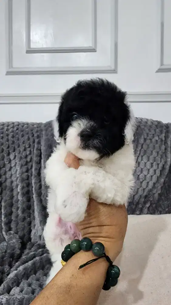 Anakan Poodle Party Murahh
