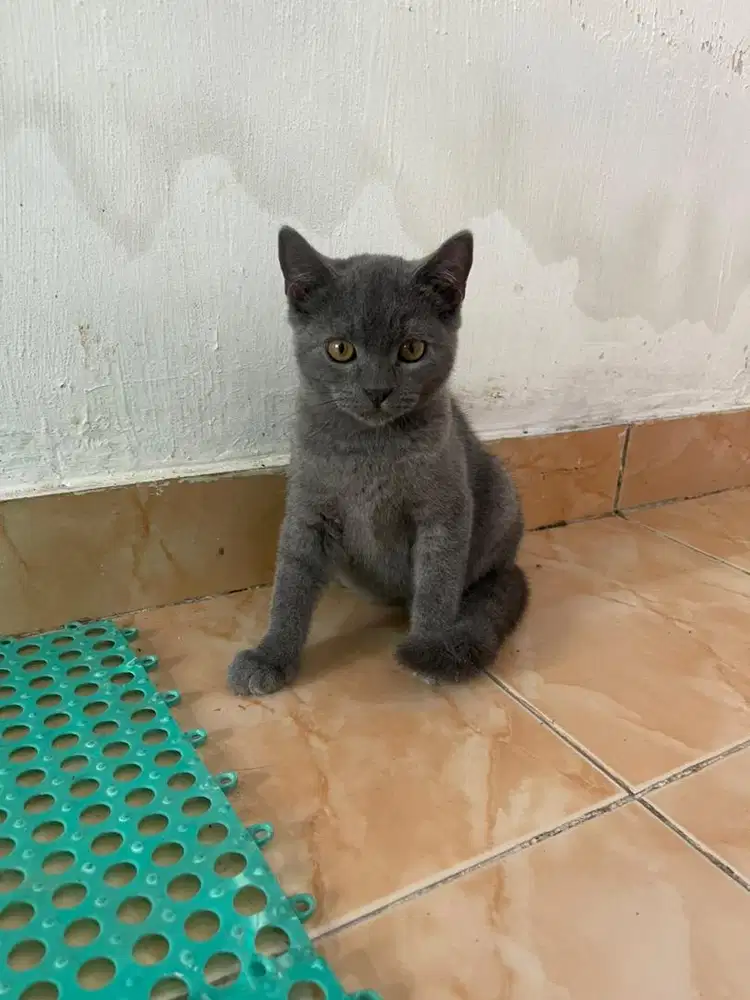 Kucing bsh blue solid